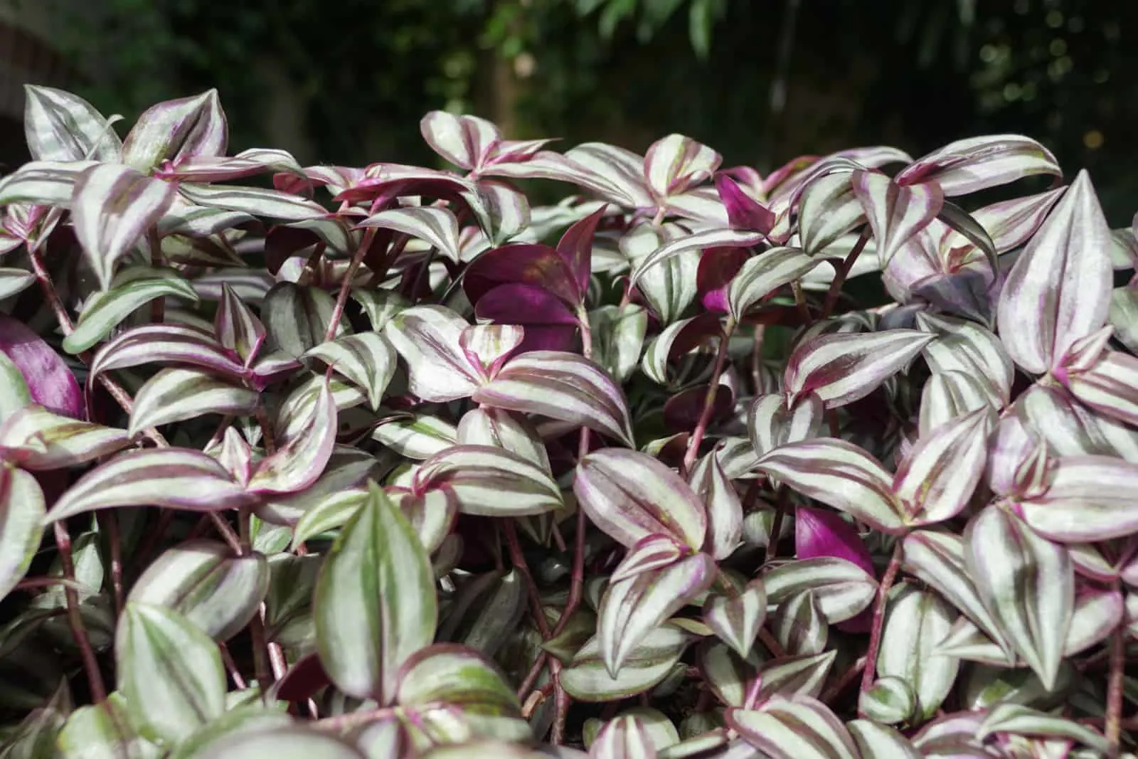 Tradescantia in purple and green color, also known as Wandering Jew plants