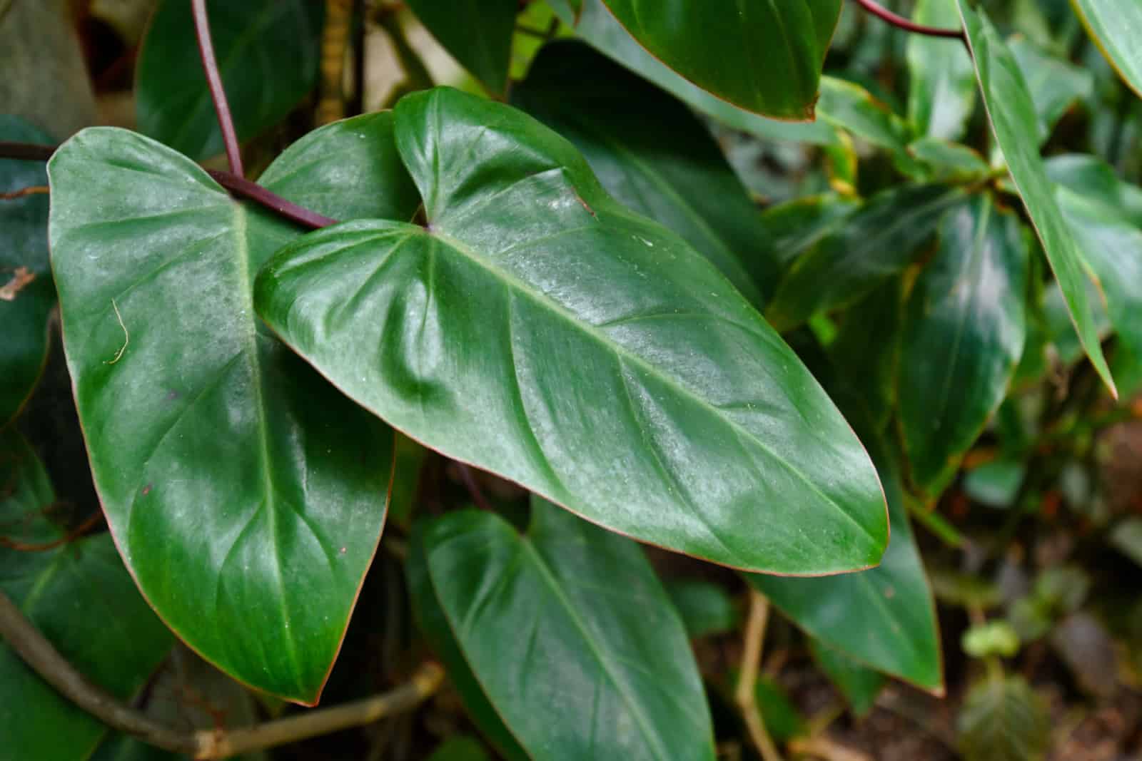 Tropical 'Philodendron Erubescens Red Emerald'