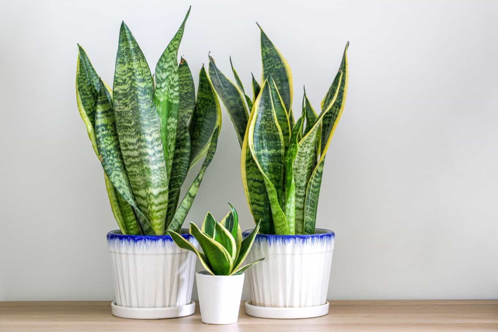 The Meaning Of Snake Plant And Its Cultural Symbolism