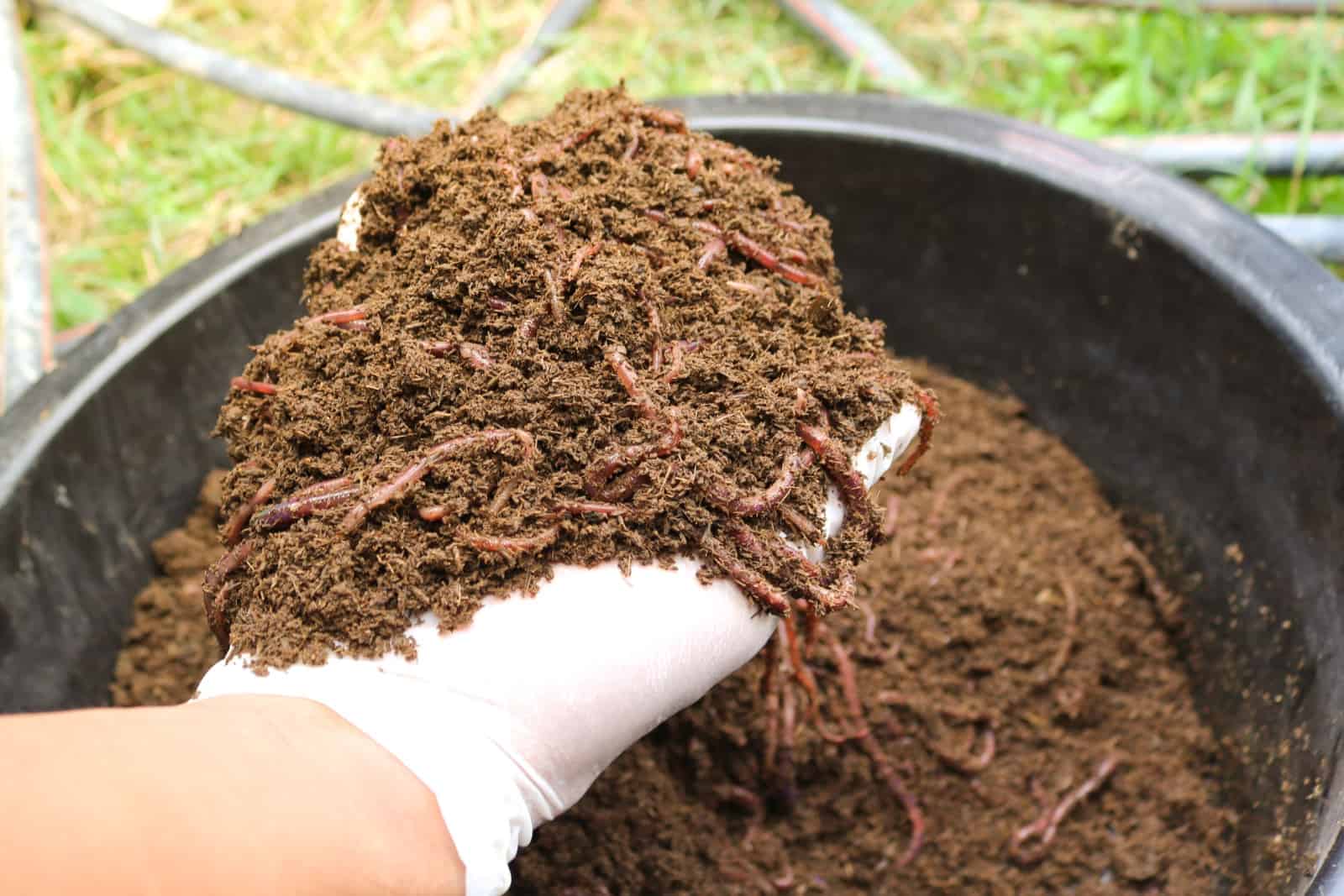 Using earthworm to produce fertile soil and organic farming