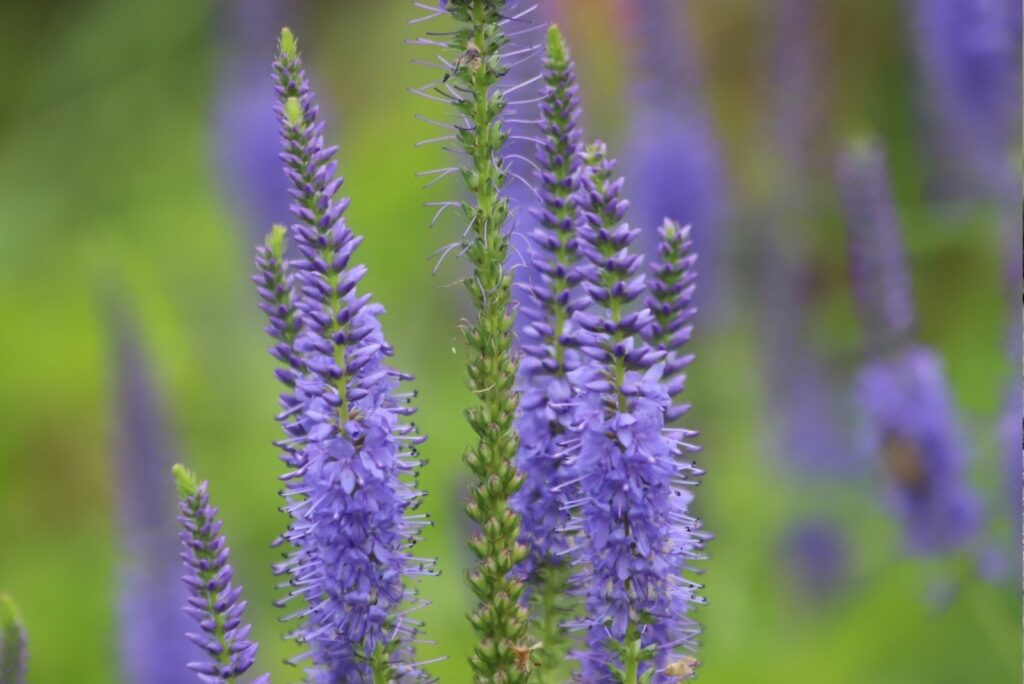 Veronica spicata known as garden speedwell