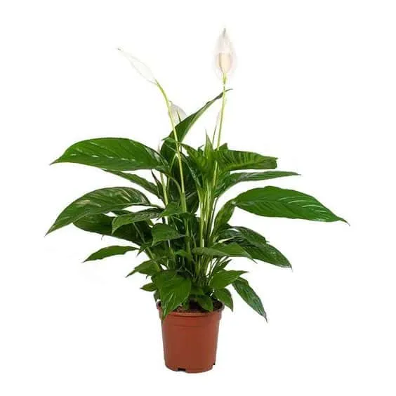 Vivaldi Peace Lily