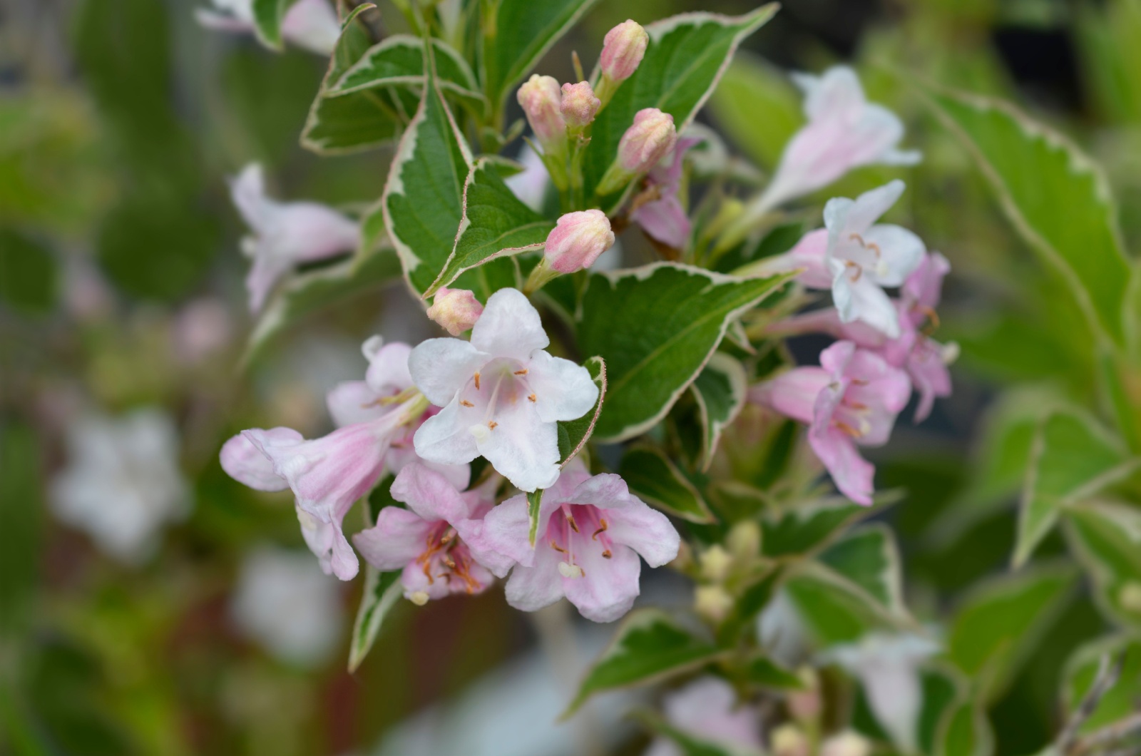 Weigela