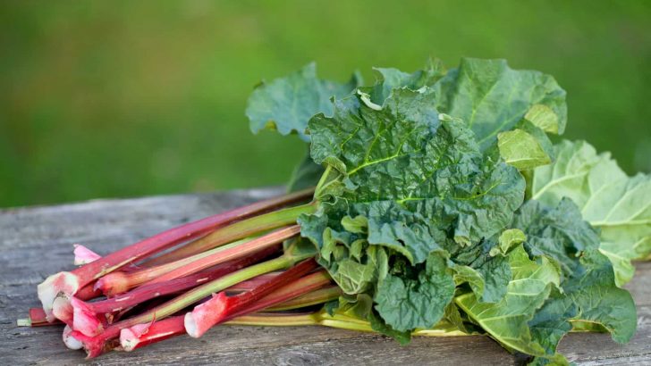 What’s The Best Way To Select Fertilizer For Rhubarb