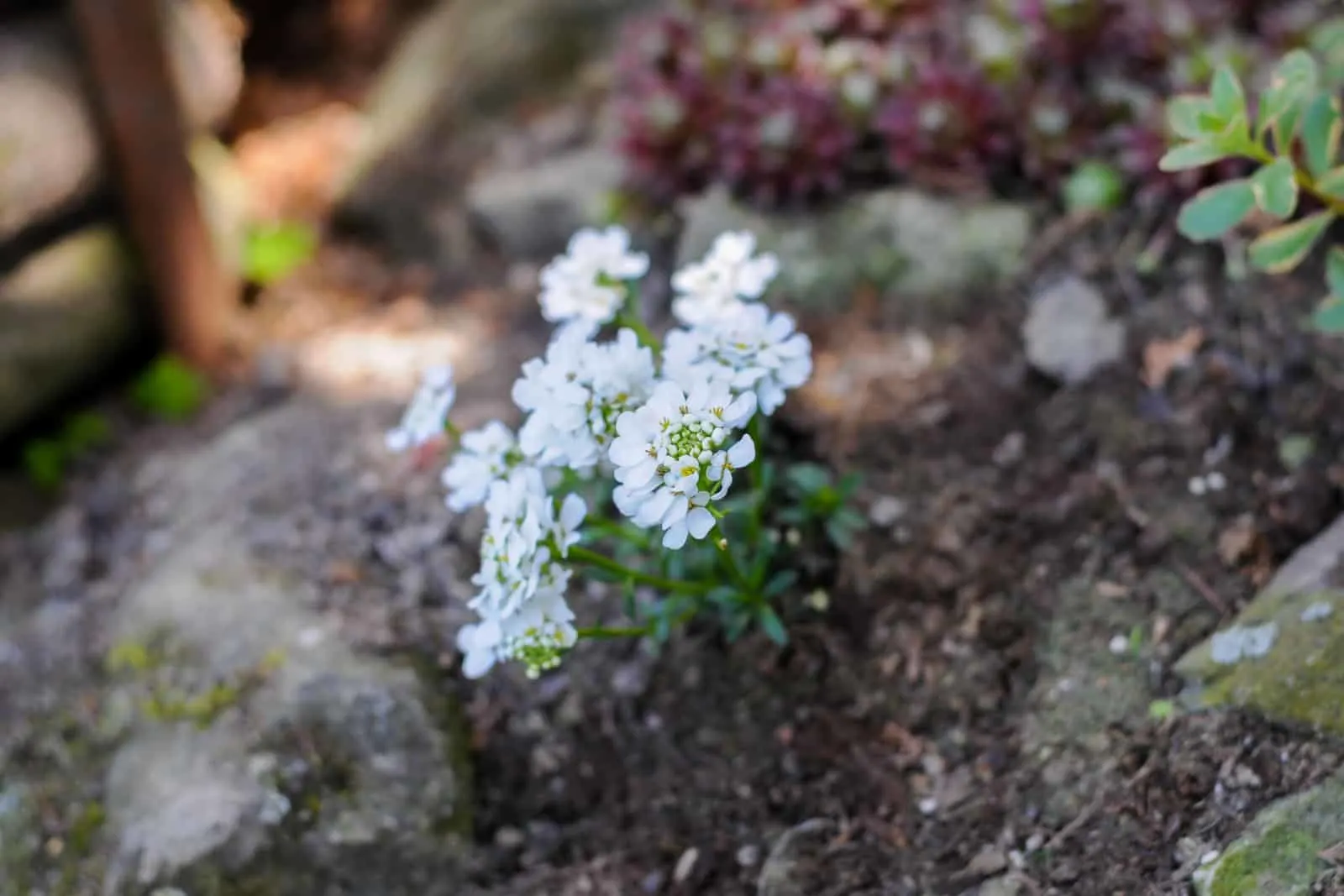 White Flower at the Rock Garden in Summer, Evergreen Candytuft,