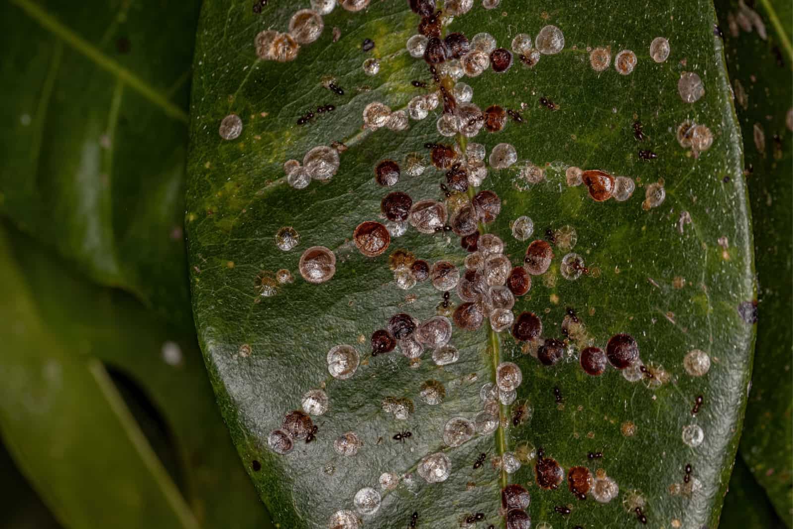 White Scale Insects of the Superfamily Coccoidea on a Provision Tree Leaf of the species Pachira aquatica