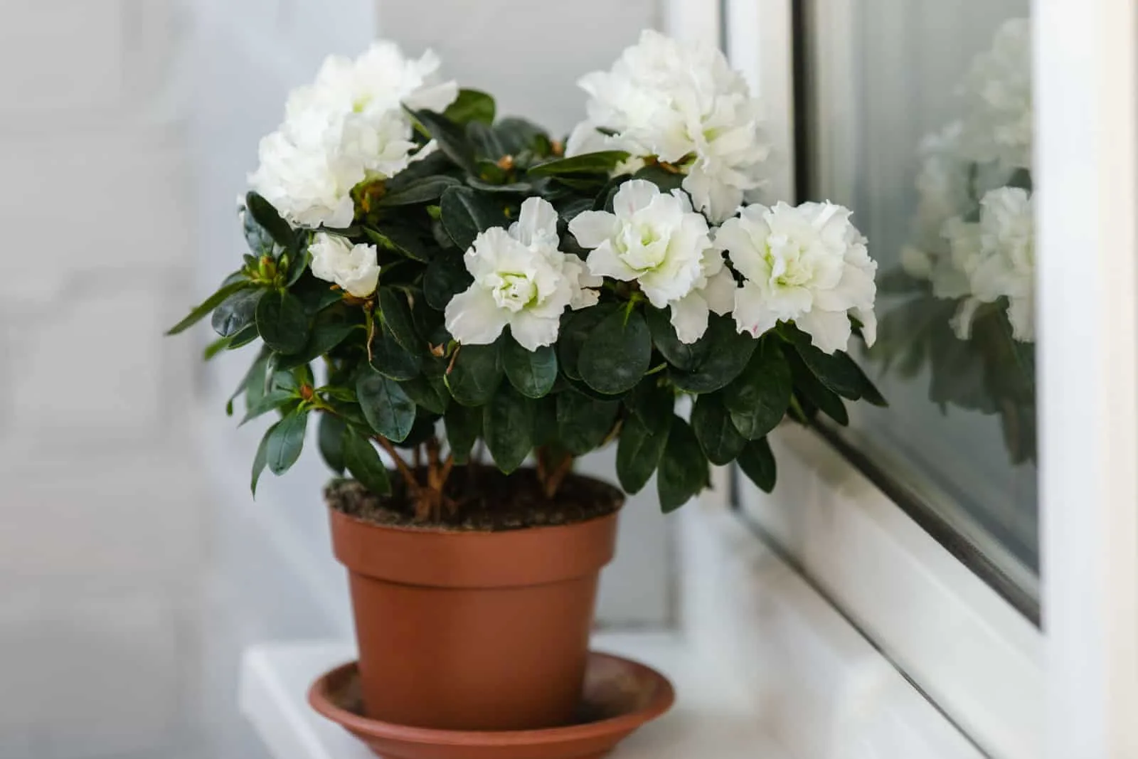 White azalea in a brown flowerpot on the windowsill blooms profusely