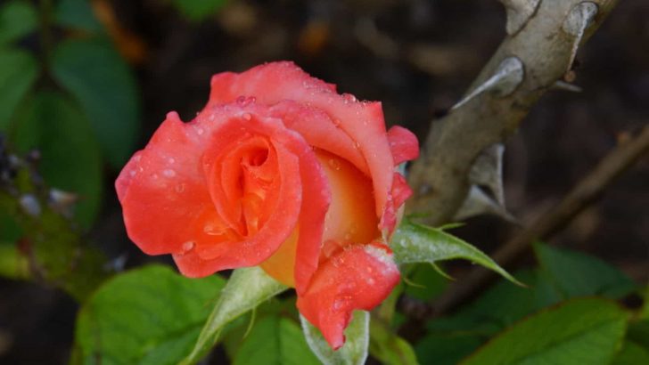 Why Do Roses Have Thorns? The Answer Might Surprise You!