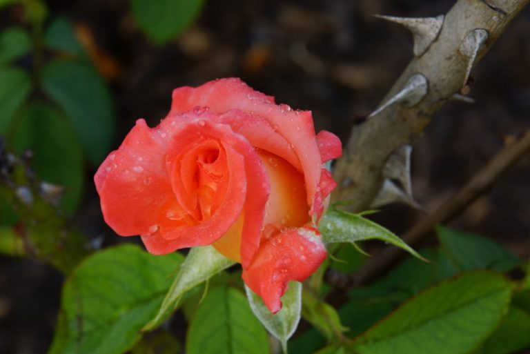 orange rose with torns