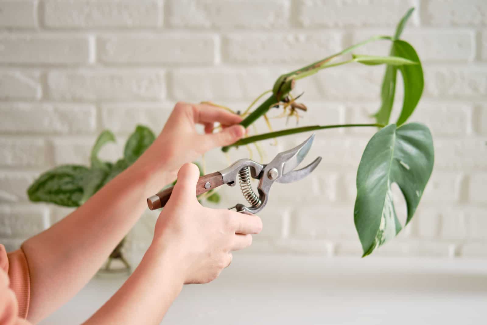 Woman florist cuts monstera albo plant with garden scissors