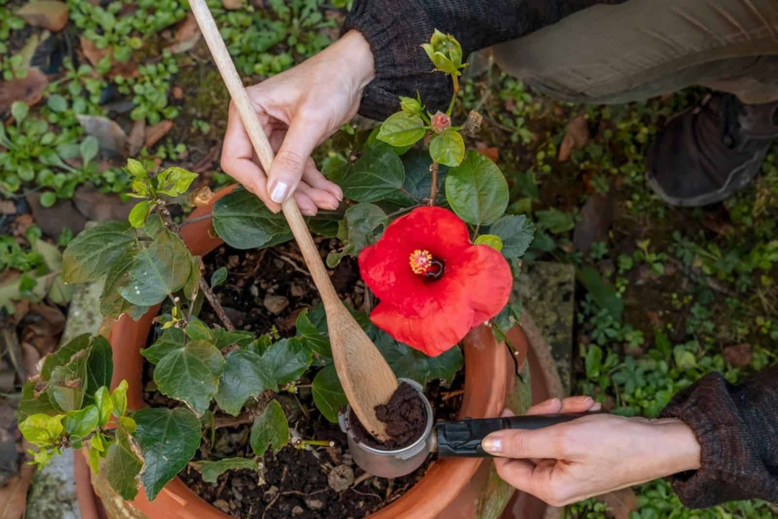 Woman's hands recycling coffee grounds to fertilize a red hibiscus plant