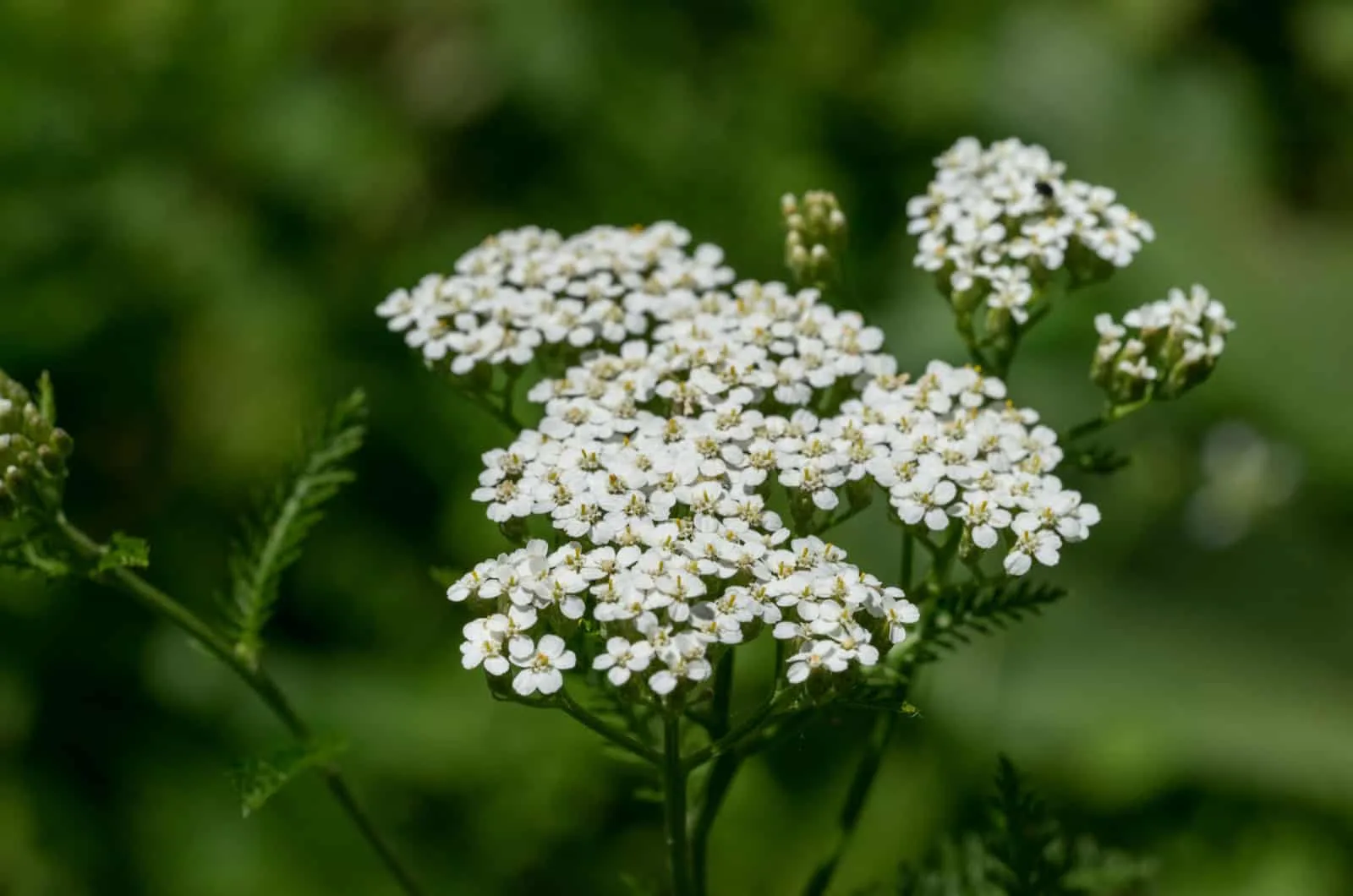 Yarrow flower