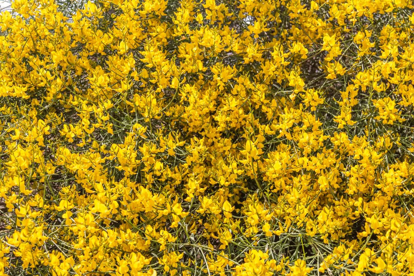 Yellow Spanish Broom (Spartium junceum)