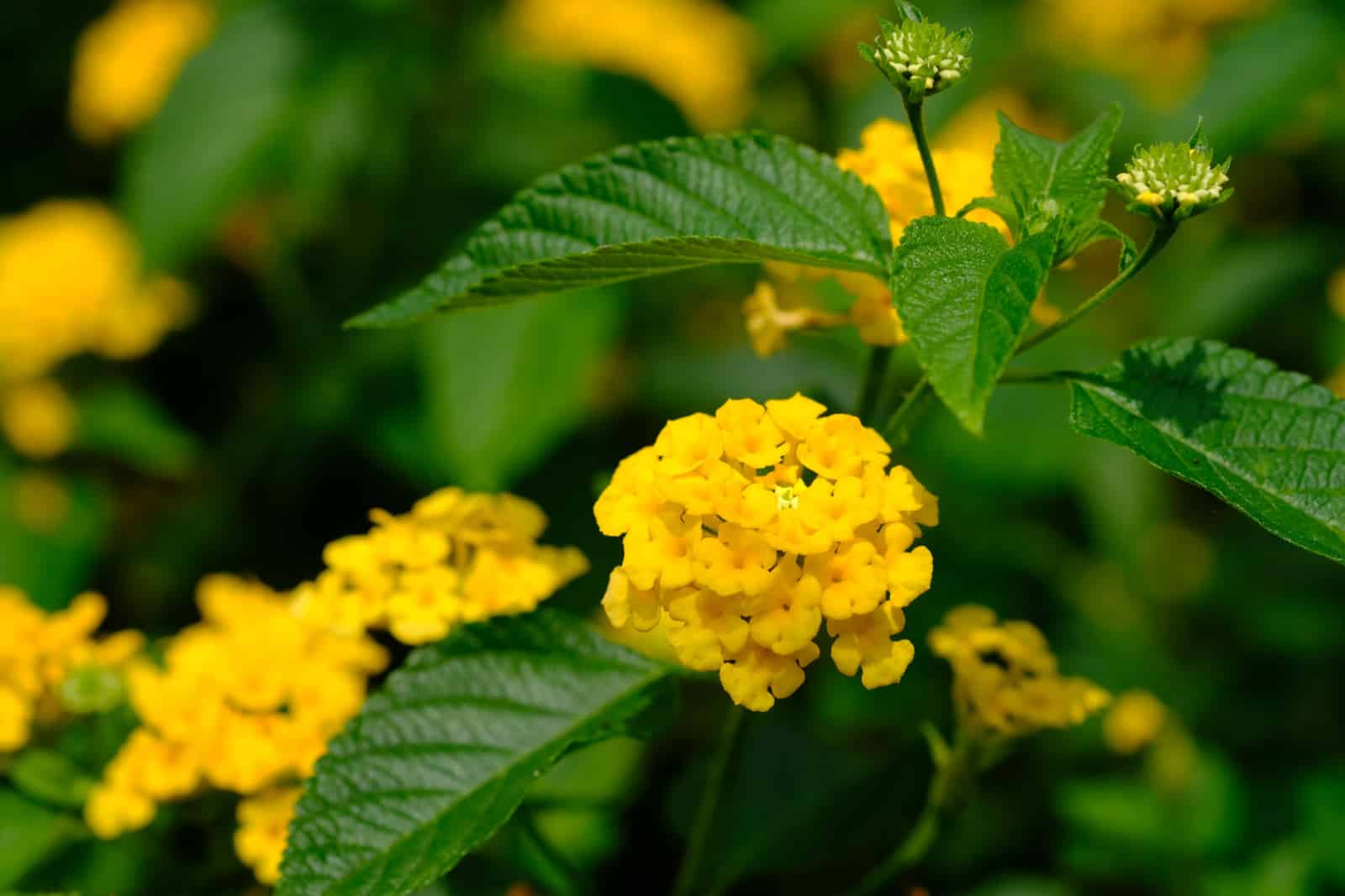 Yellow lantana is a type of flowering plant from the Verbenaceae family