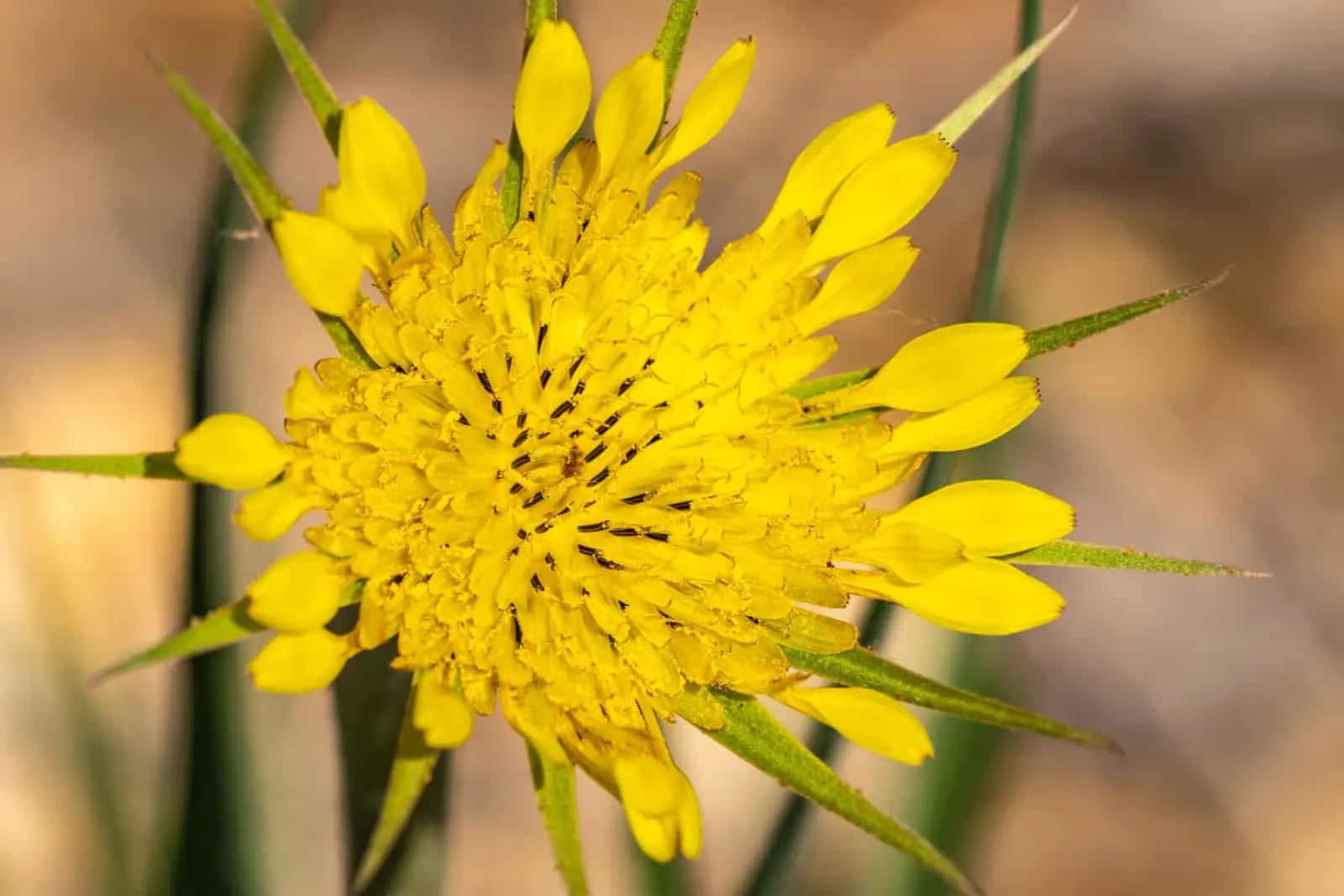 Yellow salsify blossom close-up