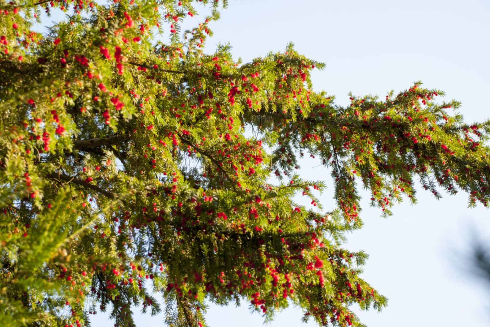 Yew tree (Taxus baccata) with red berries.