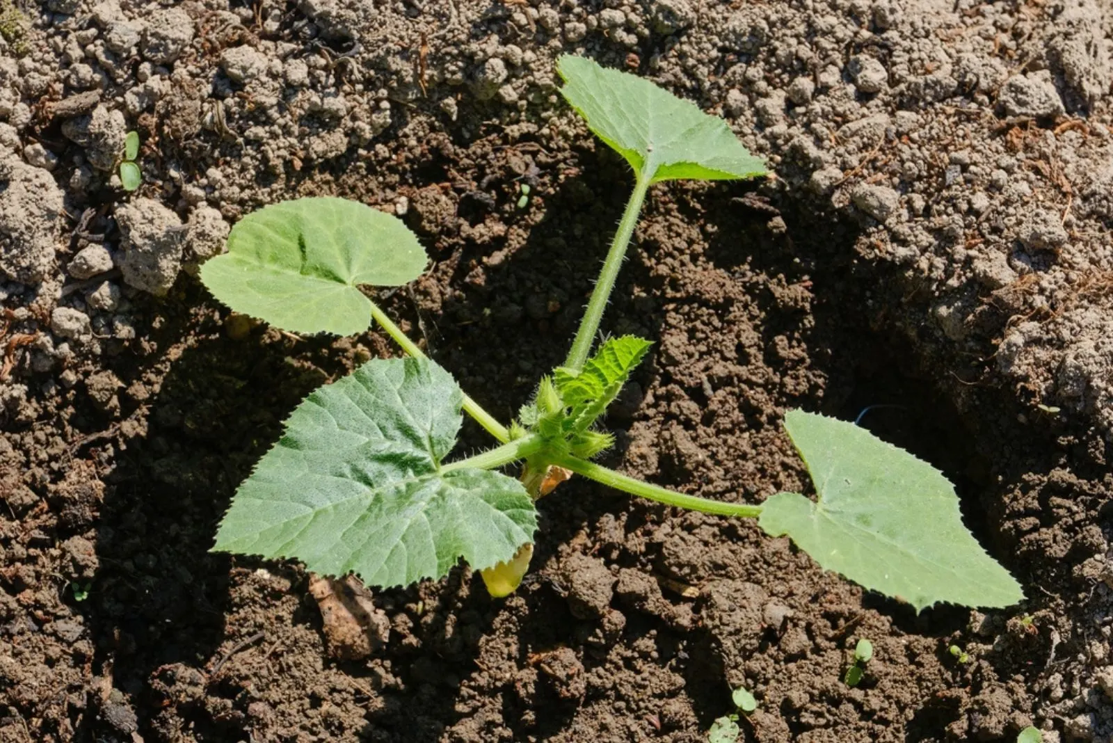 Young seedling of zucchini or courgette sprouts in the garden