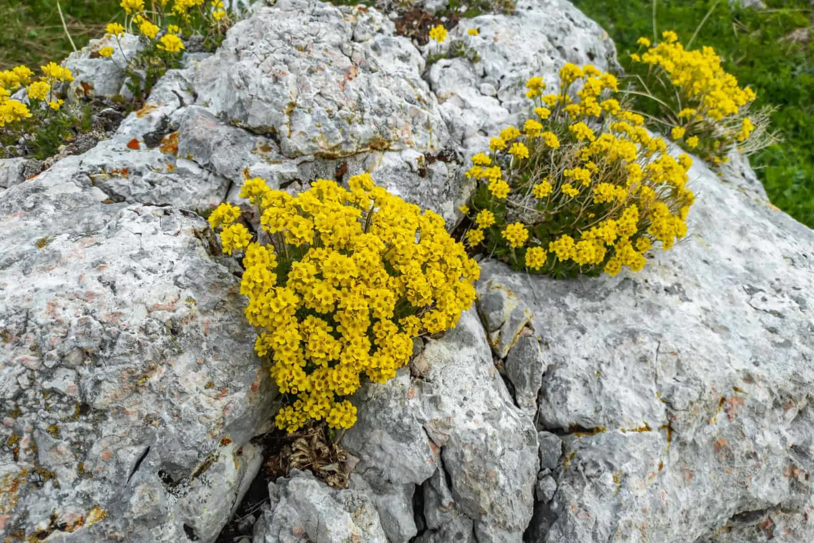 alyssum growing in the crack of the stone