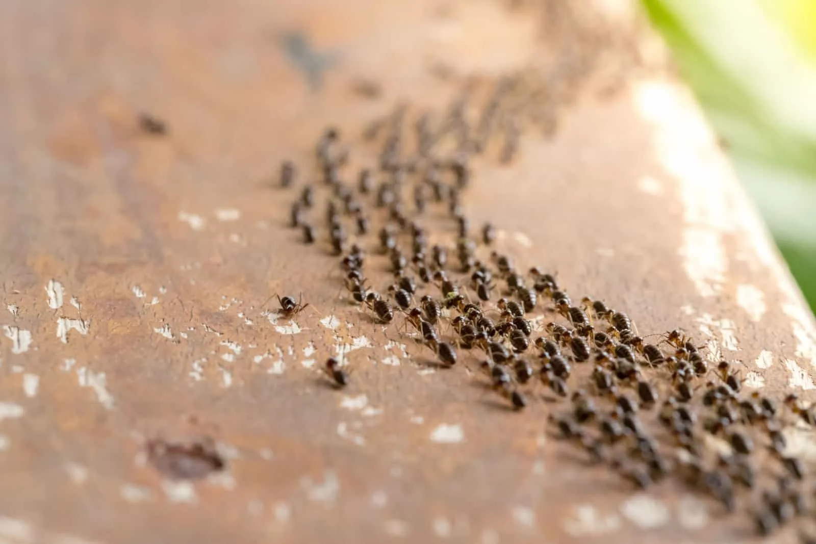 ants migrating on highland.