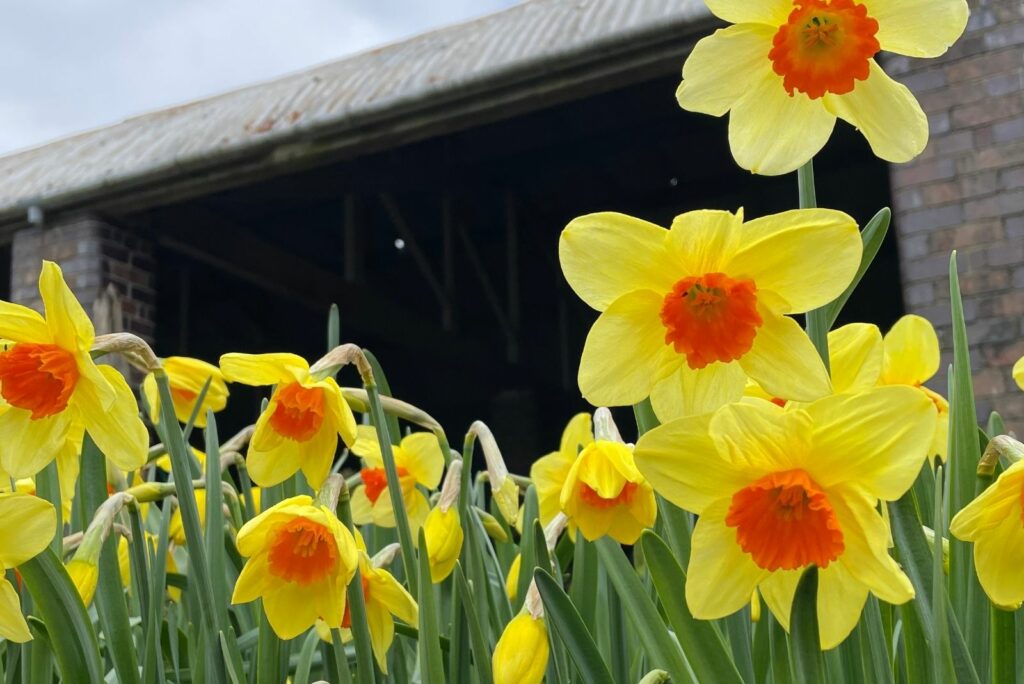 beautiful daffodil flowers