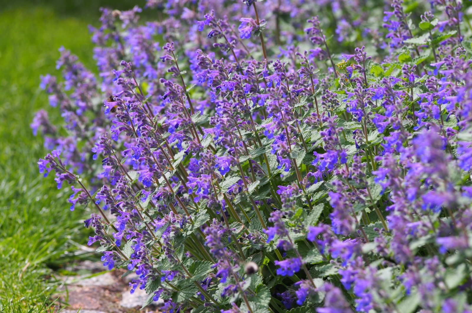 catmint