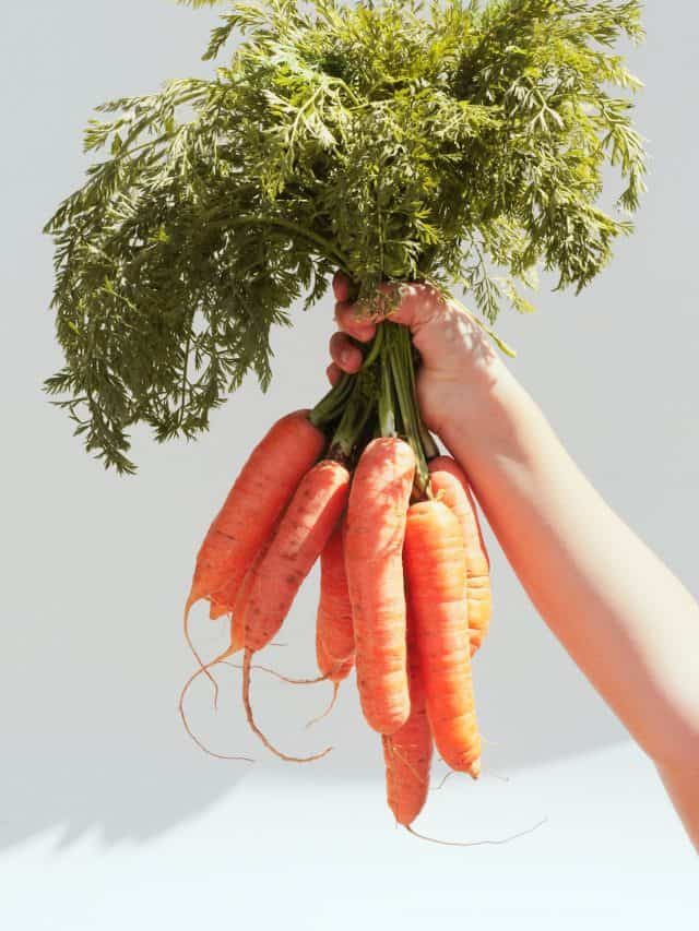 What Are The Carrot Growth Stages?