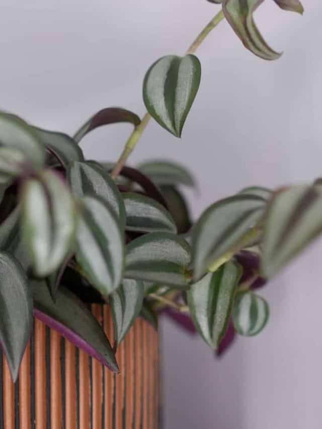 How To Propagate And Care For The Inch Plant