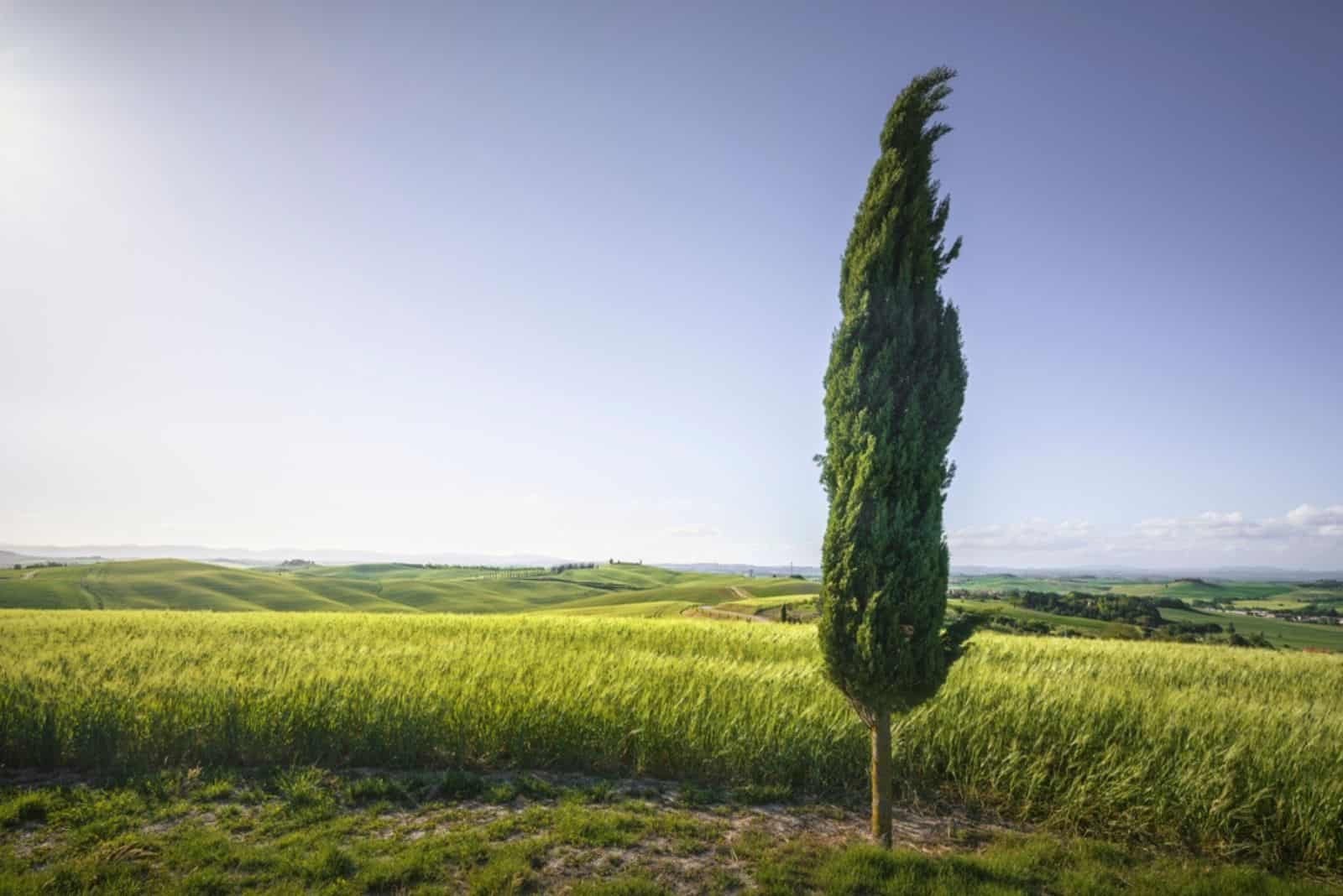 cypress tree and wheat field along the route 