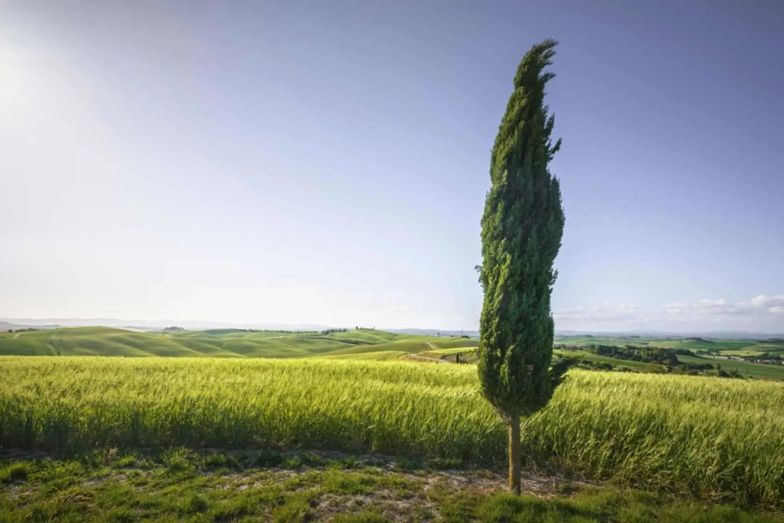 cypress tree and wheat field along the route 