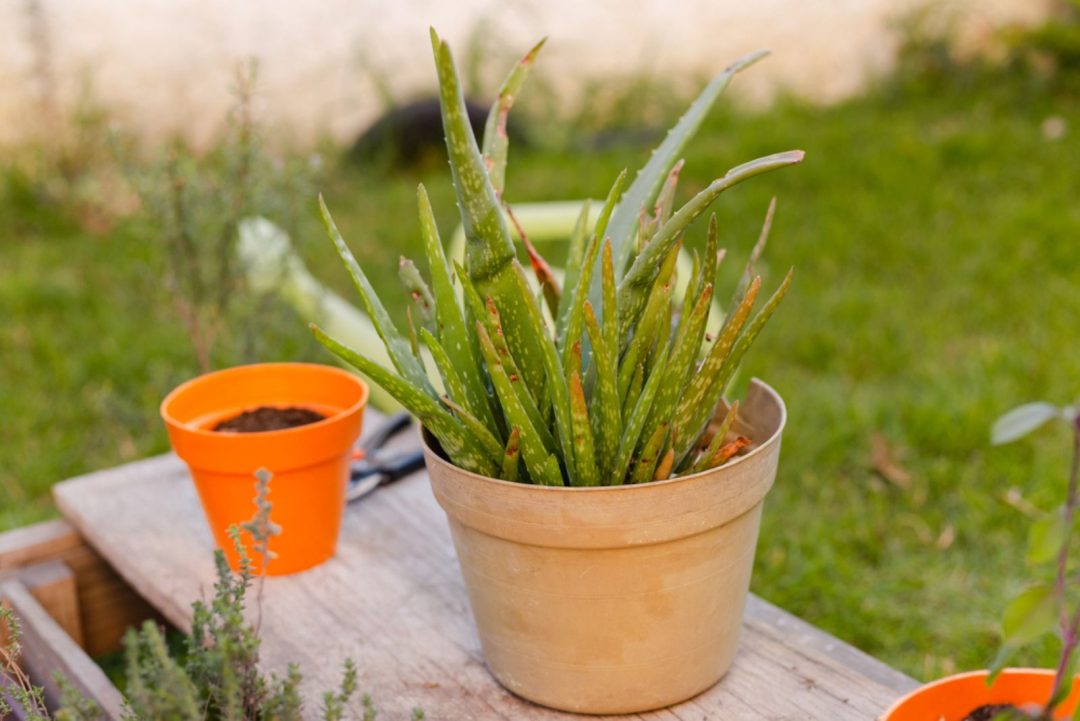 All You Need To Know About Aloe Vera Temperature Tolerance