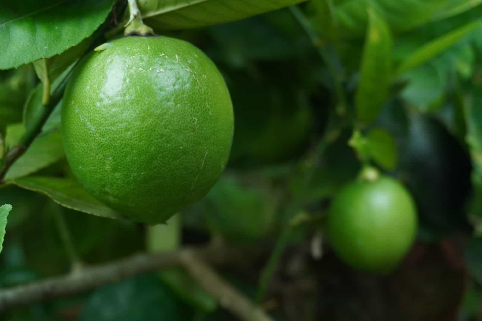 green Dorshapo lemon on a branch