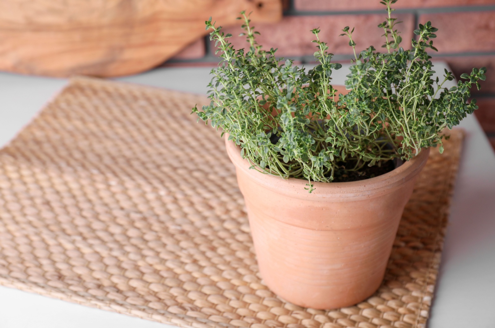 green potted thyme on table