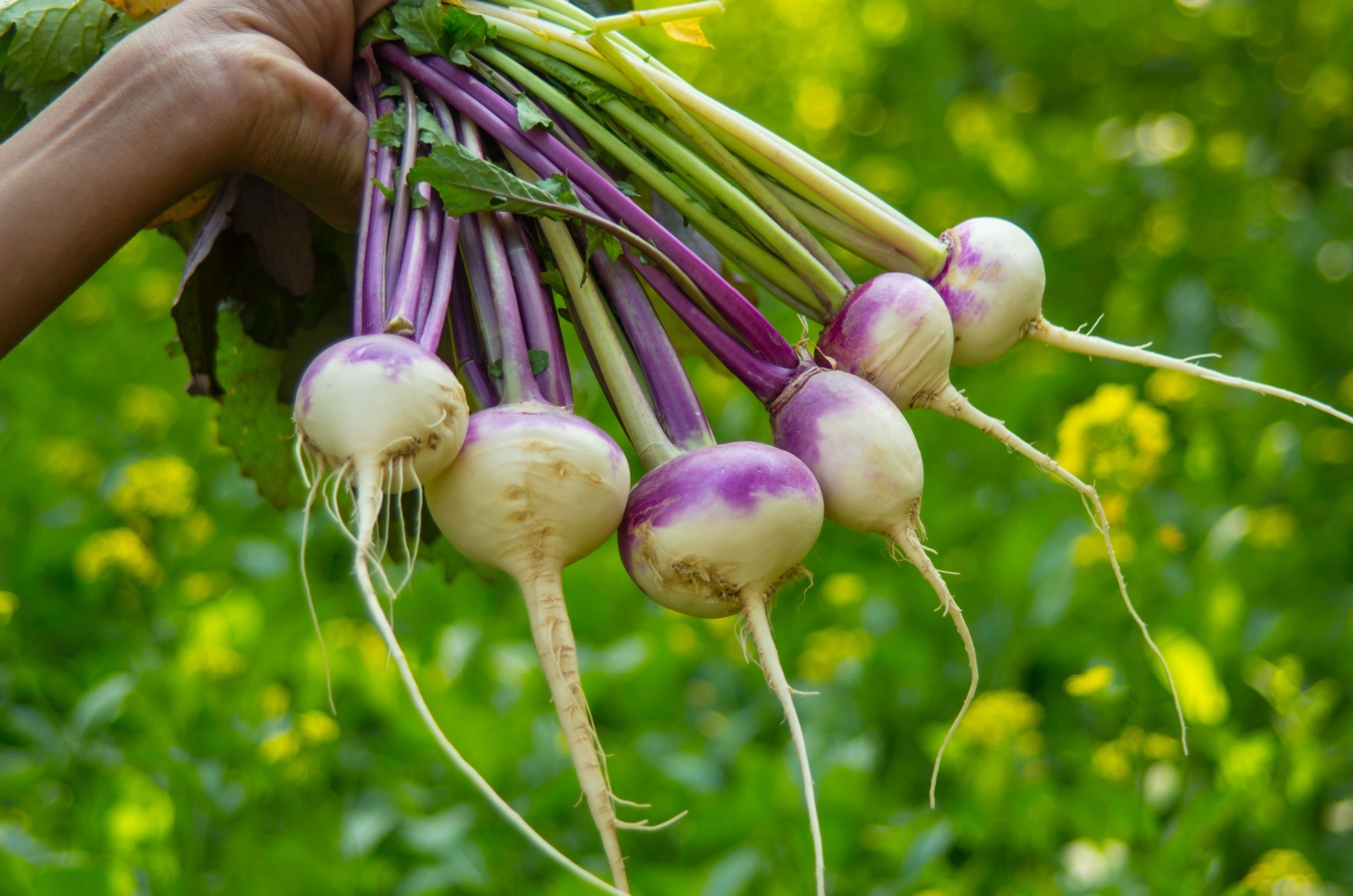 hand holding turnips