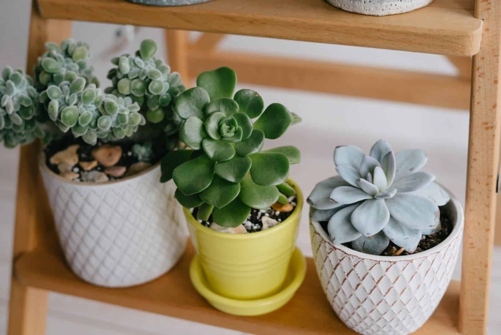 indoor plants stand on a wooden shelf
