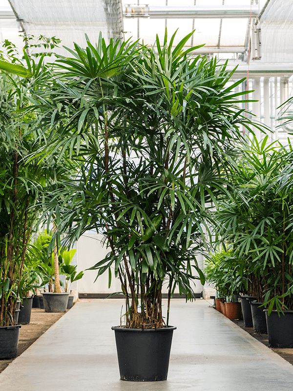 lady palm