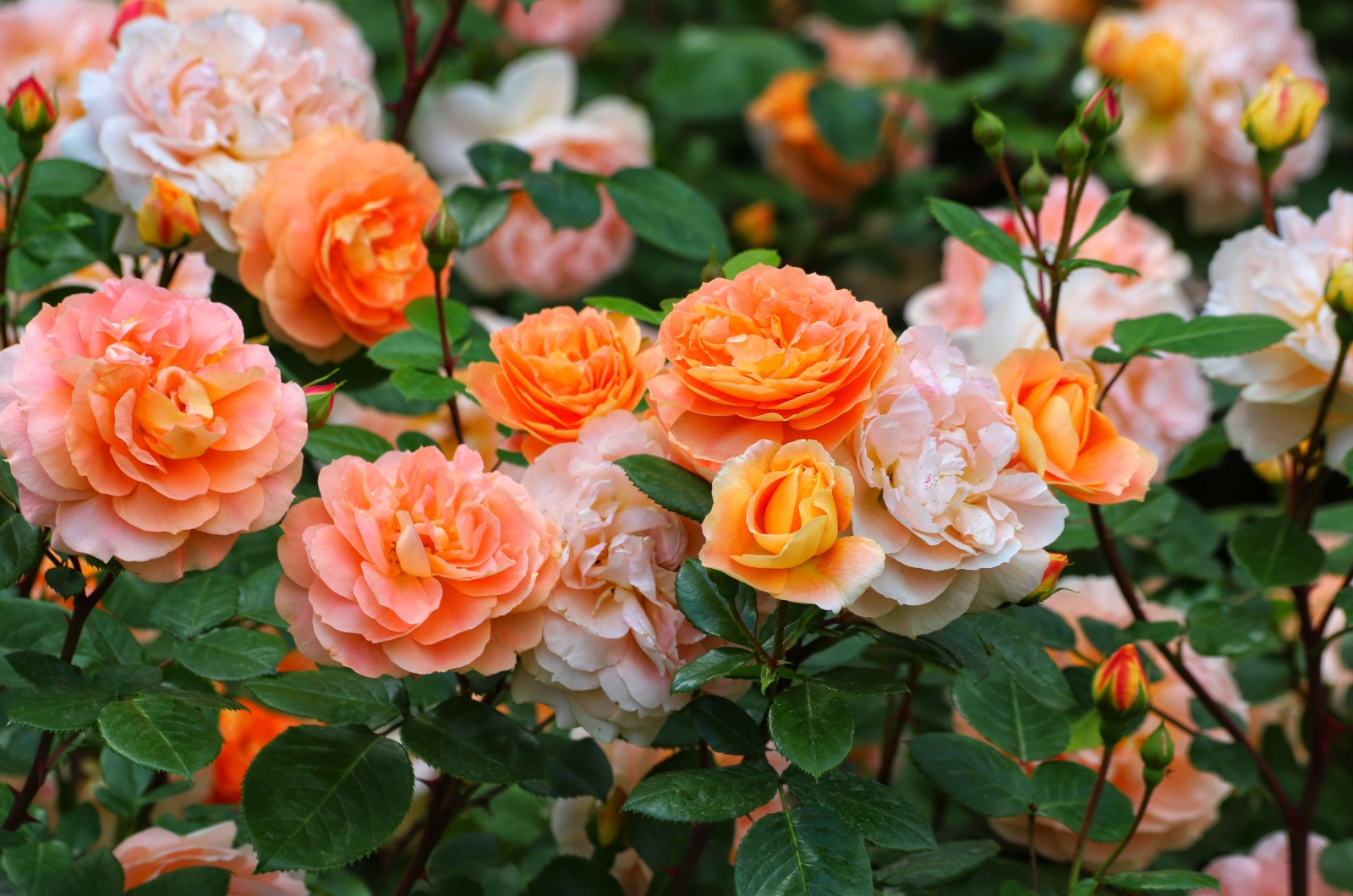 orange roses