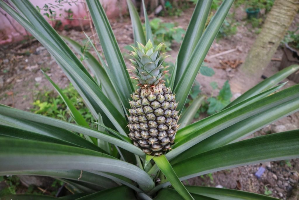 A Detailed Guide To All The Pineapple Growing Stages