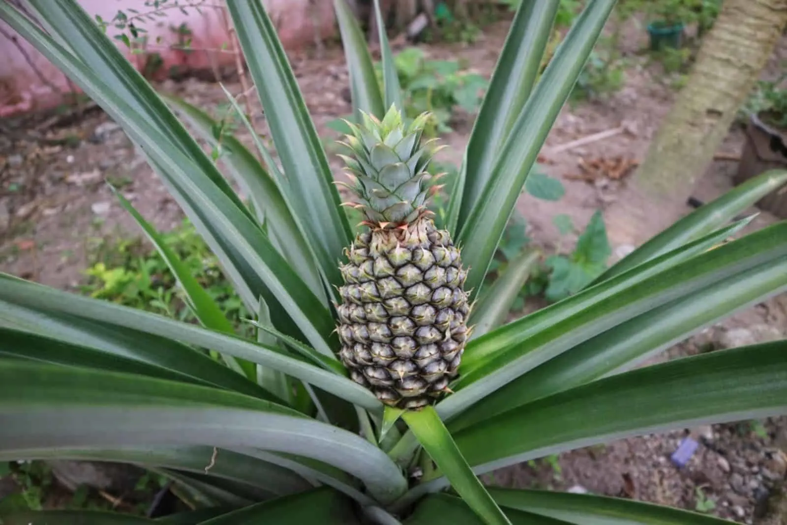 pineapple fruit on the stem