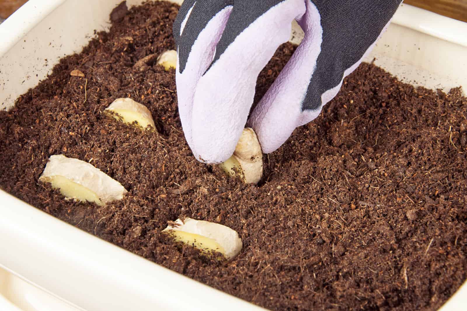 planting ginger in a pot