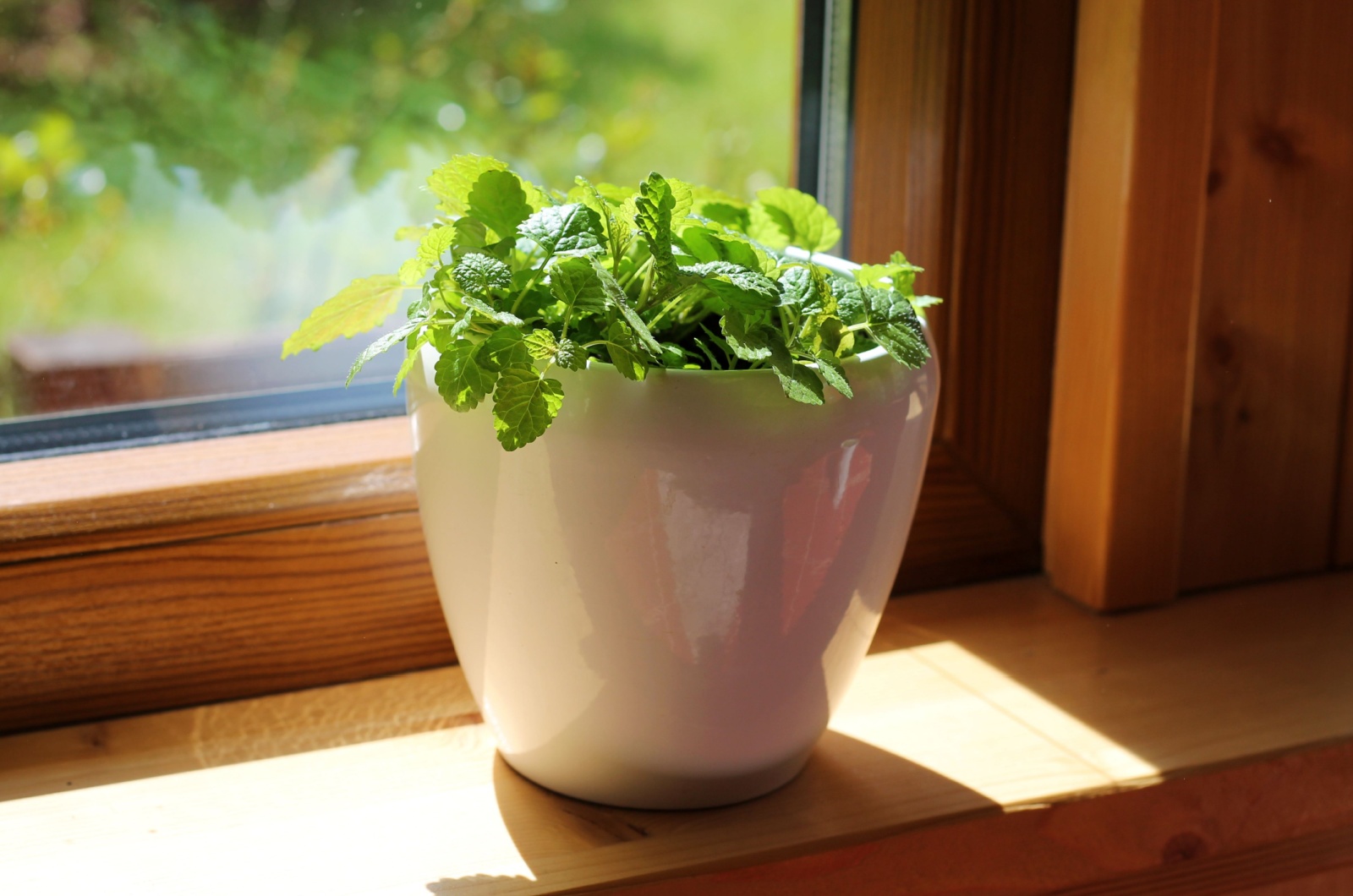 potted mint on window sill