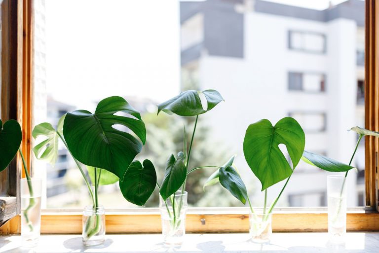 How To Propagate Swiss Cheese Plant (Adansonii Species)