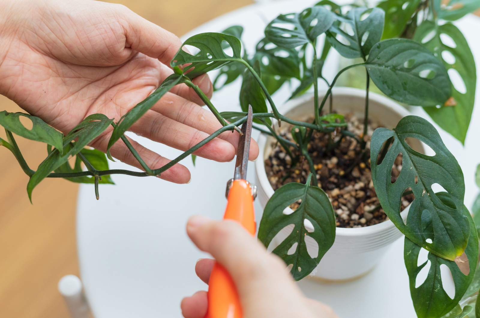 propagating a plant