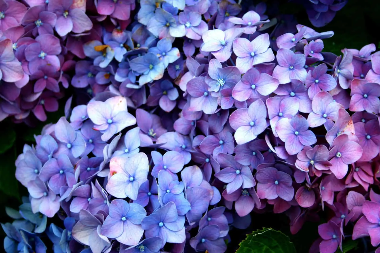purple and blue hydrangeas