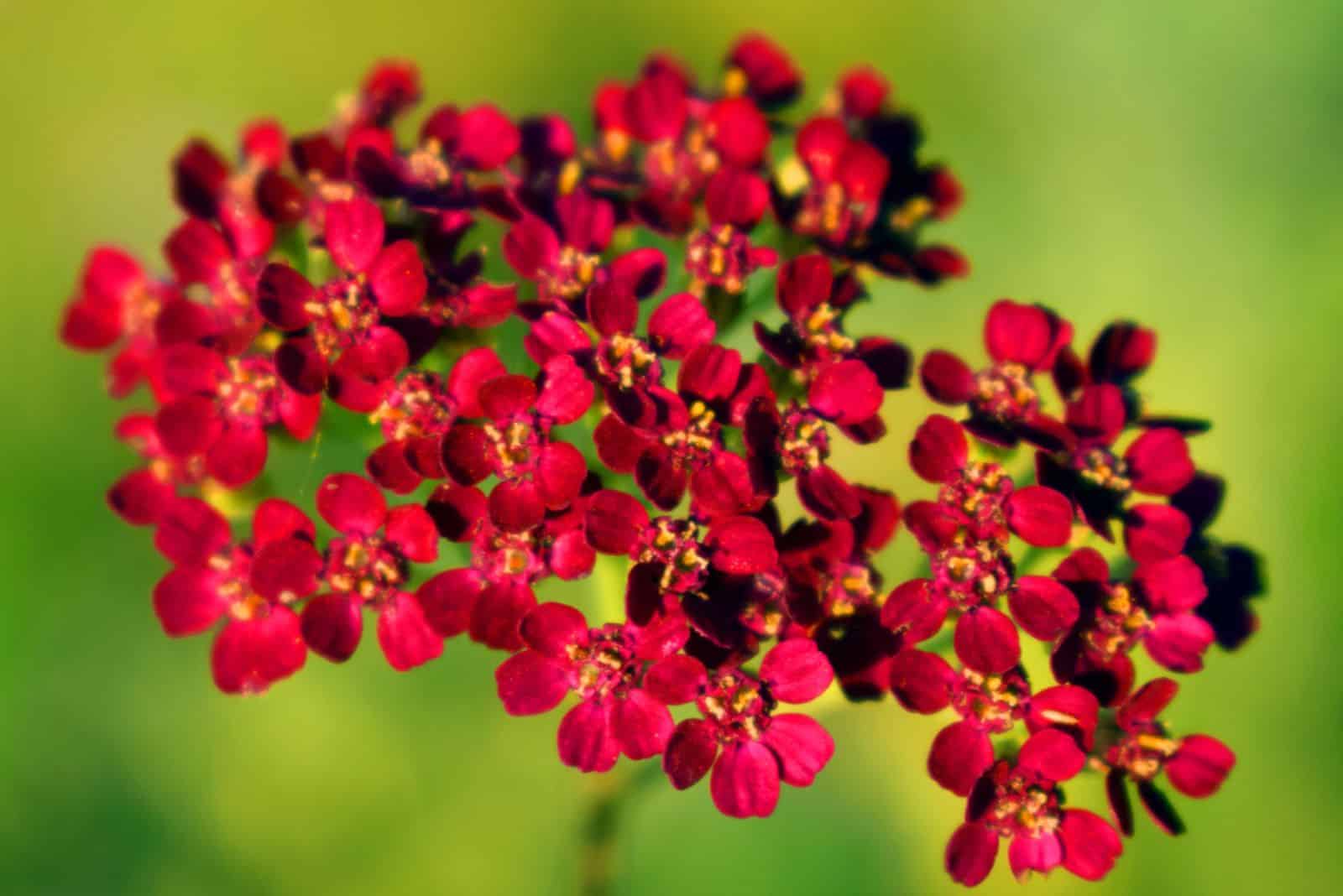 red Yarrow flower