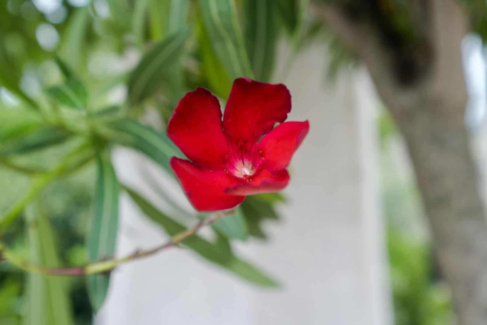 red aste flower