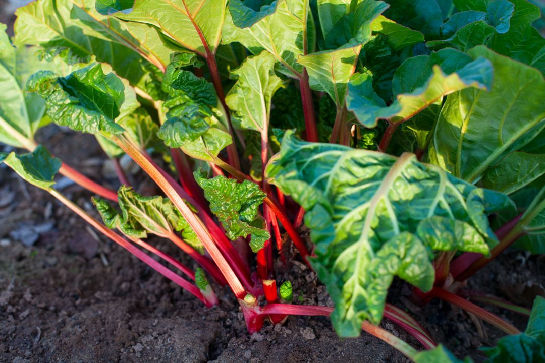 What's The Best Way To Select Fertilizer For Rhubarb