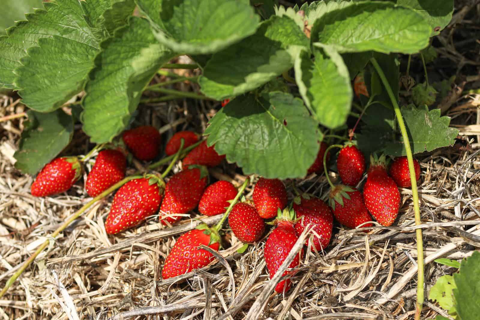 ripe strawberries on a bed of mulched straw