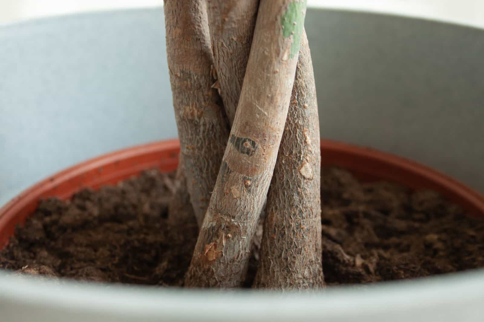 roots of an indoor Pachira Aquatica (money tree plant) in a red-brown pot