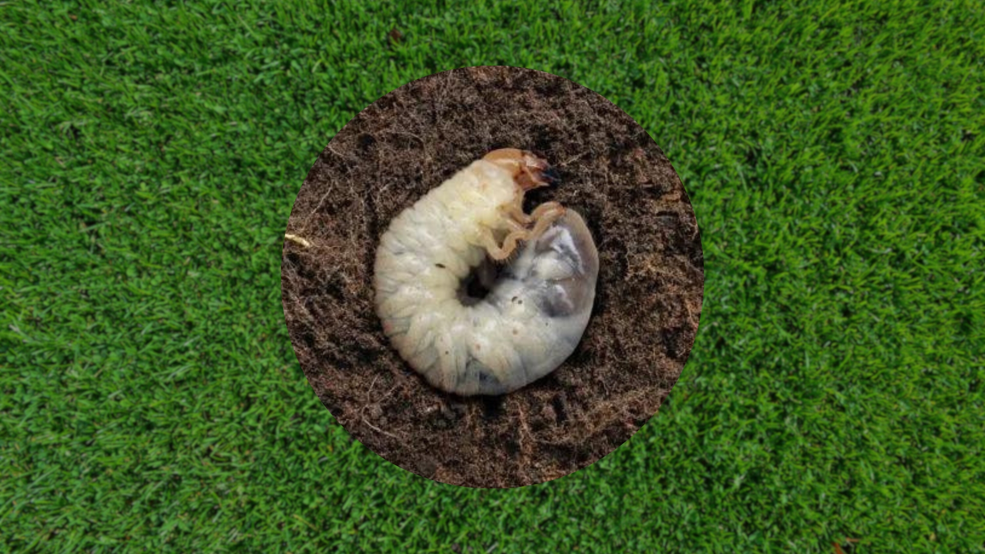 signs of grubs in lawn