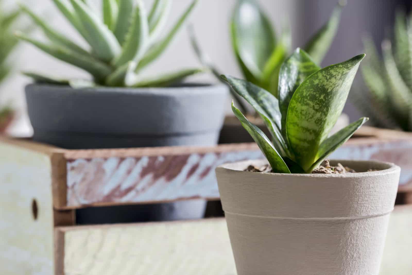 snake plant in pot on the table